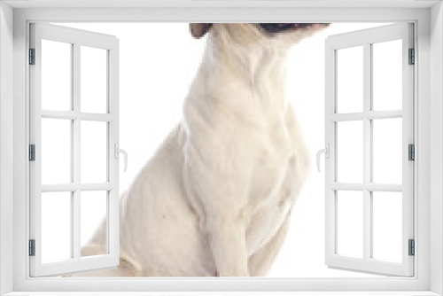 Fototapeta Naklejka Na Ścianę Okno 3D - american bulldog