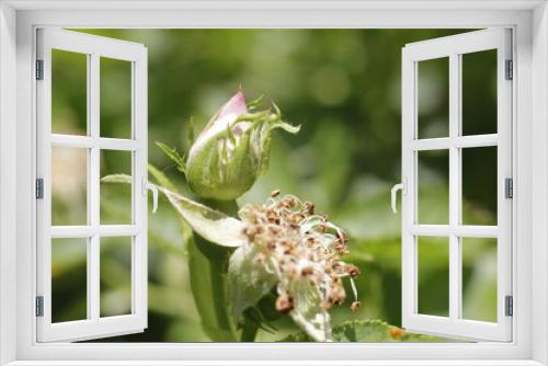 Fototapeta Naklejka Na Ścianę Okno 3D - rose bud