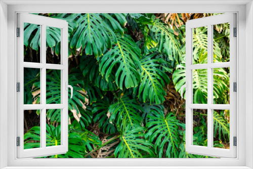 Fototapeta Naklejka Na Ścianę Okno 3D - Green Tropical Leaves of Exotic Plant Growing in Wild. Tropical Rainforest Plant. Amazon Nature Background. 