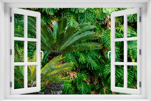 Fototapeta Naklejka Na Ścianę Okno 3D - Green Tropical Leaves of Exotic Plant Growing in Wild. Tropical Rainforest Plant. Amazon Nature Background. 