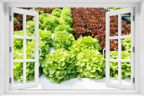 Fototapeta Naklejka Na Ścianę Okno 3D - The Hydroponic technology. Organic hydroponic vegetable cultivation farm