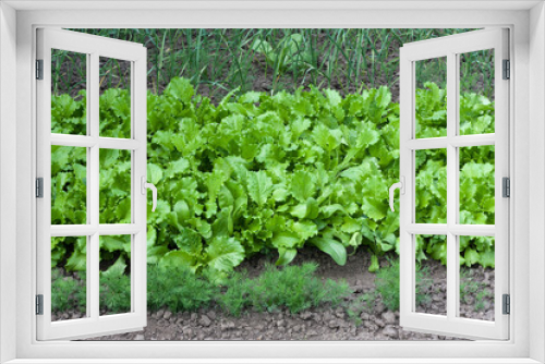 Fototapeta Naklejka Na Ścianę Okno 3D - Young lettuce, green onions, dill growing in garden. Spring farming. Growing organic vegetables and herbs in kitchen garden.