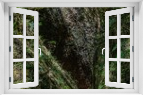 Fototapeta Naklejka Na Ścianę Okno 3D - Vertical of a dense green forest