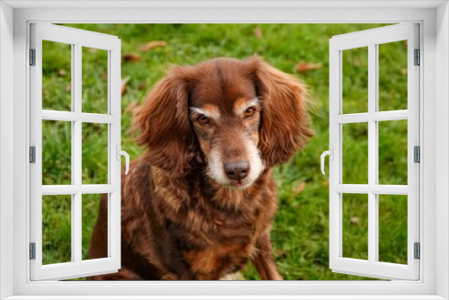 Fototapeta Naklejka Na Ścianę Okno 3D - Closeup shot of an English Cocker Spaniel on the grass