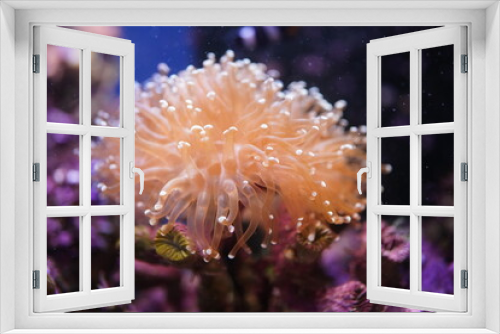 Fototapeta Naklejka Na Ścianę Okno 3D - Large anemones in a terrarium