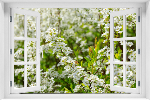 Fototapeta Naklejka Na Ścianę Okno 3D - 白いユキヤナギの花