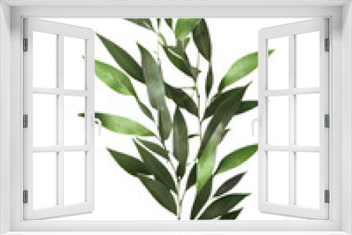 Fototapeta Naklejka Na Ścianę Okno 3D - green leaves on transparent background, Italian Ruscus Branch on isolated white background