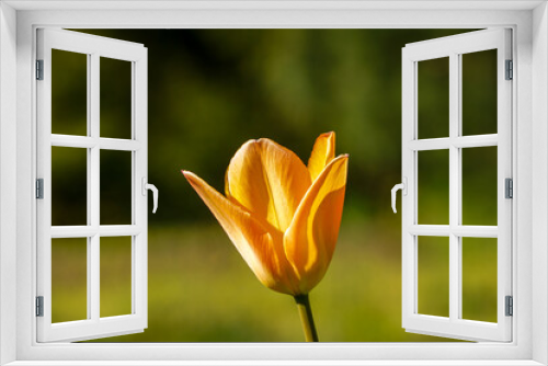 Fototapeta Naklejka Na Ścianę Okno 3D -  kwiat, wiosna, podwórko , wieś, ogród , krzew , krzewy, kwiaty, tulipan , tulipany