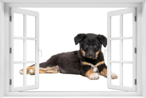 Fototapeta Naklejka Na Ścianę Okno 3D - Black brown puppy lying on white