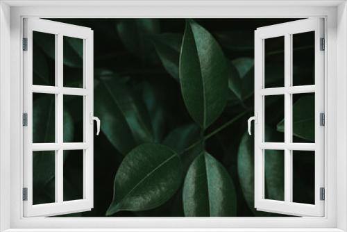 Fototapeta Naklejka Na Ścianę Okno 3D - Moody green Foliage of Glossy Privet.