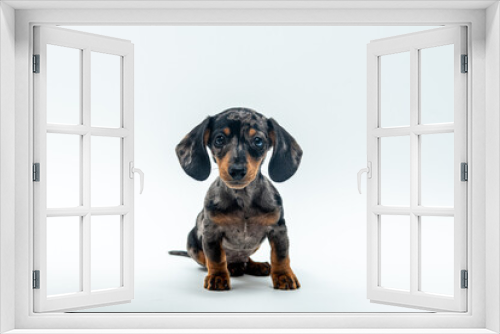 Fototapeta Naklejka Na Ścianę Okno 3D - filhote de dachshund em fundo brando 