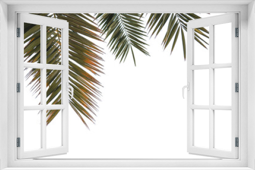 Fototapeta Naklejka Na Ścianę Okno 3D - palm leaf transparent backdrop