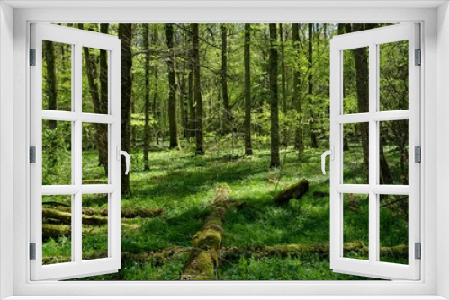 Fototapeta Naklejka Na Ścianę Okno 3D - Beautiful shot of a lush green forest in the spring in Southern Germany