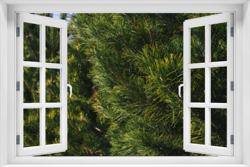 Fototapeta Naklejka Na Ścianę Okno 3D - background of pine green branches with needles close up