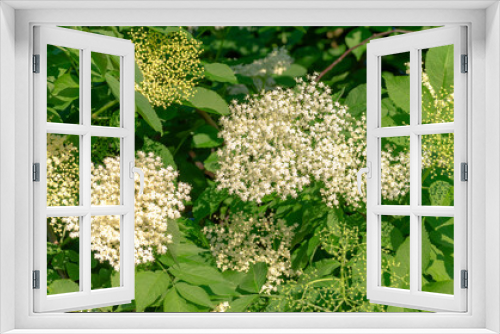 Fototapeta Naklejka Na Ścianę Okno 3D - flowers of the elderberry medicinal plant