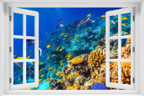 Fototapeta Naklejka Na Ścianę Okno 3D - Magnificent underwater world in tropical ocean.