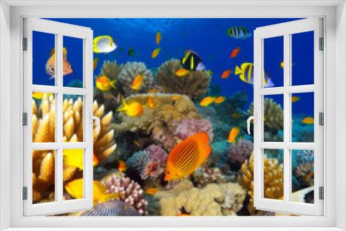 Fototapeta Naklejka Na Ścianę Okno 3D - Magnificent underwater world in tropical ocean.