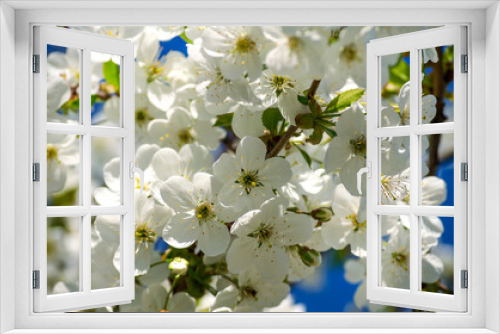 Fototapeta Naklejka Na Ścianę Okno 3D - cherry tree blossom on the background of the blue sky