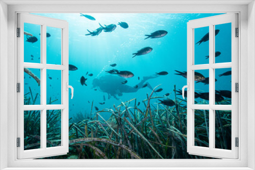 Fototapeta Naklejka Na Ścianę Okno 3D - Buzo mar Mediterráneo, pradera Posidonia y peces