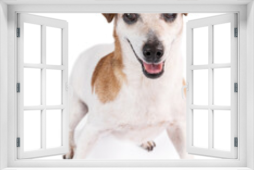 Fototapeta Naklejka Na Ścianę Okno 3D - Active excited playing elderly dog want to play. Isolated dog Jack Russell terrier on white background looking at camera with crazy happy eyes. Happy pets theme