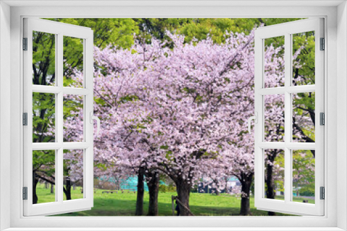 Fototapeta Naklejka Na Ścianę Okno 3D - 桜が満開となった舎人公園　東京都