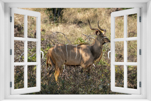 Fototapeta Naklejka Na Ścianę Okno 3D - Male greater kudu stands in dappled sunlight