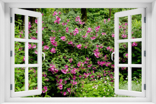 Fototapeta Naklejka Na Ścianę Okno 3D - Himalayan Balsam is an aggressively invasive plant that threatens native species and damages the banks of rivers and waterways and is often the subject of balsam bashing events by conservationists
