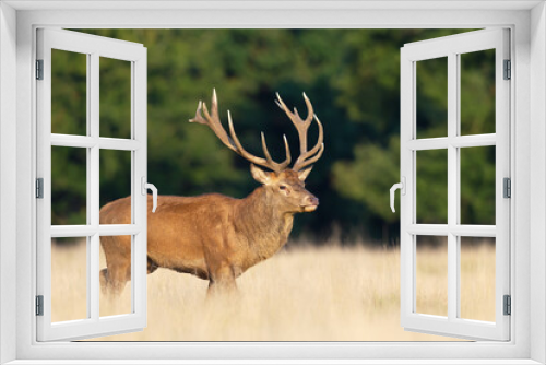 Fototapeta Naklejka Na Ścianę Okno 3D - Close up of a red deer stag in autumn
