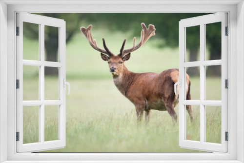 Fototapeta Naklejka Na Ścianę Okno 3D - Red deer stag with velvet antlers in summer