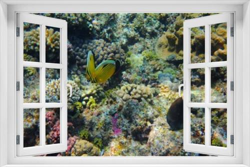 Fototapeta Naklejka Na Ścianę Okno 3D - Tropical fish and coral reef near Jaz Maraya, Coraya bay, Marsa Alam, Egypt