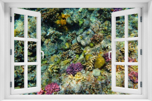 Fototapeta Naklejka Na Ścianę Okno 3D - Tropical fish and coral reef near Jaz Maraya, Coraya bay, Marsa Alam, Egypt