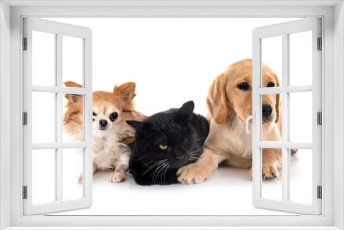 Fototapeta Naklejka Na Ścianę Okno 3D - puppy labrador retriever, chihuahua and cat