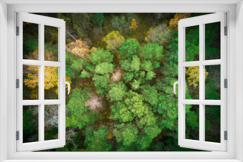 Fototapeta Naklejka Na Ścianę Okno 3D - Above aerial shot of green pine forests and yellow foliage groves with beautiful texture of golden treetops. Beautiful fall season scenery in evening. Mountains in autumn in golden time