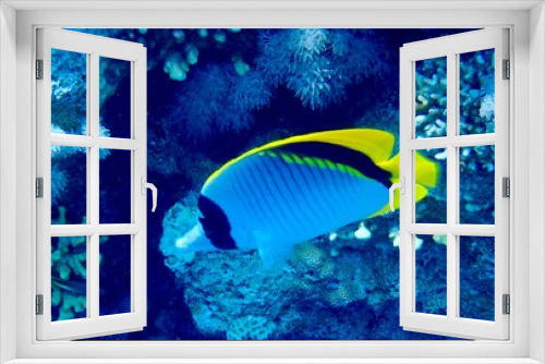 Fototapeta Naklejka Na Ścianę Okno 3D - Butterflyfish