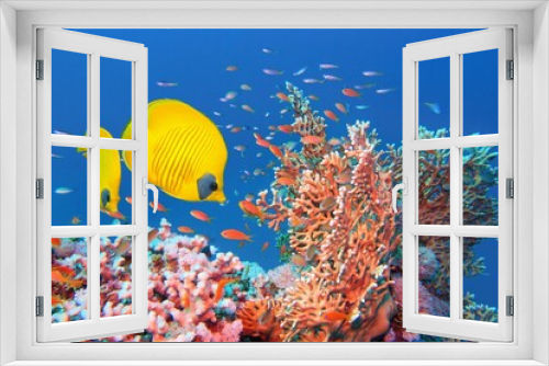 Fototapeta Naklejka Na Ścianę Okno 3D - Red Sea Egypt.  Beautiful coral reef  scene with Fire Coral  (Millepora) ,couple of yellow masked butterfly fish and red anthias