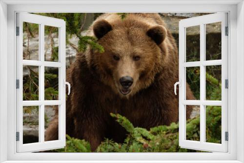Fototapeta Naklejka Na Ścianę Okno 3D - Brown bear face with angry emotion