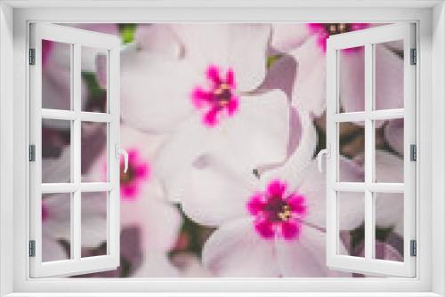 Fototapeta Naklejka Na Ścianę Okno 3D - pink white phlox flower background