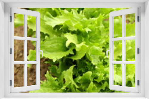 Fototapeta Naklejka Na Ścianę Okno 3D - green endive (Cichorium endivia)