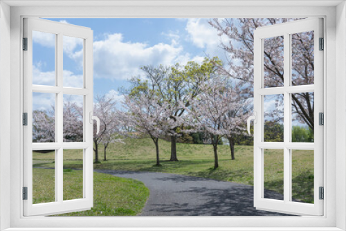 Fototapeta Naklejka Na Ścianę Okno 3D - 日本の春の公園に咲く桜の花