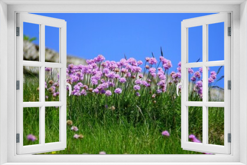 Fototapeta Naklejka Na Ścianę Okno 3D - Flowers in the Field