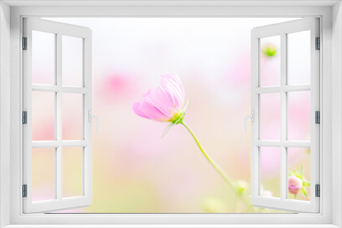 Fototapeta Naklejka Na Ścianę Okno 3D - ふんわり可愛いピンクのコスモス