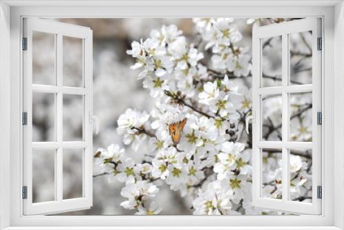 Fototapeta Naklejka Na Ścianę Okno 3D - Colorful Flowers Background. Spring Flowers Backdrop