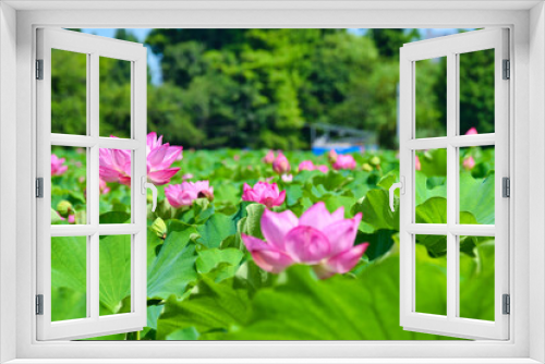 Fototapeta Naklejka Na Ścianę Okno 3D - 上野 不忍池の美しい蓮の花
Beautiful lotus flowers at Ueno Shinobazu Pond in Japan
