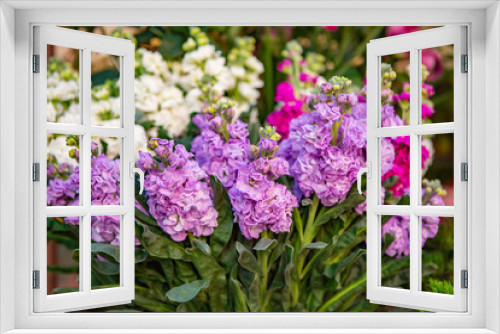 Fototapeta Naklejka Na Ścianę Okno 3D - purple and white flowers