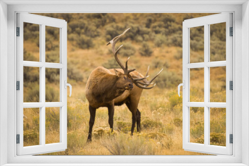 Fototapeta Naklejka Na Ścianę Okno 3D - Bull Elk during Fall Rut