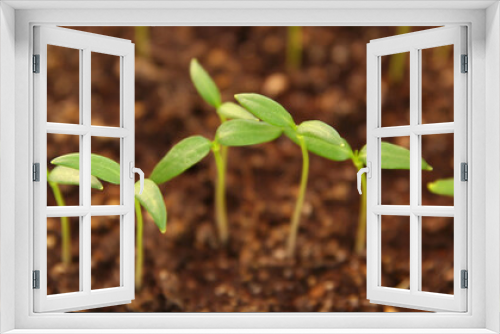Fototapeta Naklejka Na Ścianę Okno 3D - seedlings grow in the ground, plant care, earth day, sprouts sprout