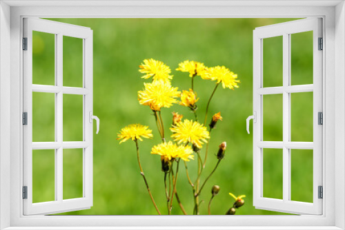 Fototapeta Naklejka Na Ścianę Okno 3D - Yellow dandelion flowers on a wild green field