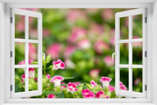 Fototapeta Naklejka Na Ścianę Okno 3D - Morning glory flower pink PPT background