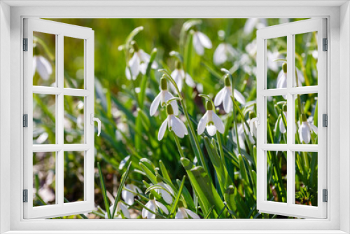 Fototapeta Naklejka Na Ścianę Okno 3D - Snowdrop (Galanthus nivalis) flowers in spring time. Snowdrops blooms in the spring garden