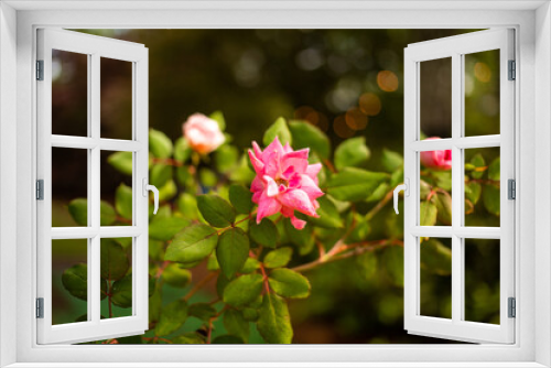 Fototapeta Naklejka Na Ścianę Okno 3D - Pink Rose